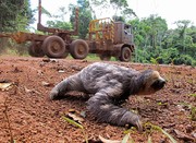 A sloth (Bradypus tr