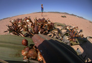 Welwitschia mirabili