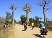 Baobab Alley in Mada