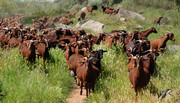 Extremadura goats