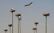 Stork colony at Malp