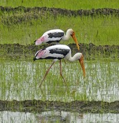 Painted stork in ric