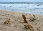 Beach dogs relaxing