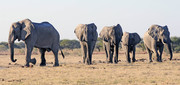 Elephants from Nxai 