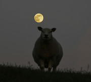 Full moon with sheep