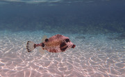 Spotted trunkfish in