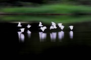 White egrets on thei