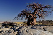 Baobab at Kubu Islan