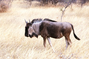 Kalahari wildebeast