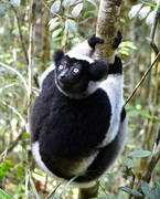Indri in Andasibe Na