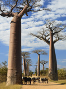 Allee des Baobabs-Mo