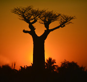 Baobab at sunrise