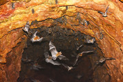 Bats in old goldmine