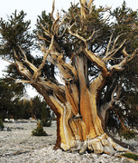 7000 year old pine t