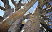 The Baobab tree