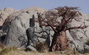 Baobab on Kubu Islan