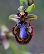 Ophrys speculum - or