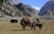 Yaks grazing in Mana