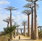 Baobab Alley - Moron