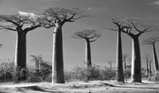 Baobab Alley Moronda