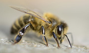 Honey Bee - Apis mel