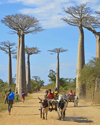 Allee des Baobabs - 