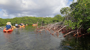 Mangrove lagoon - ka