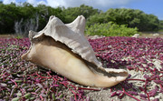 Large seashell along