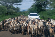 Goats on the road in