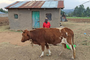 Woman and her cow - 
