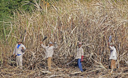 Sugar cane harvest i