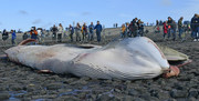 Dead fin whale washe