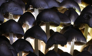 Ink-mushrooms (Copri